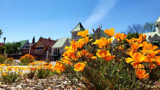 Solvang poppies