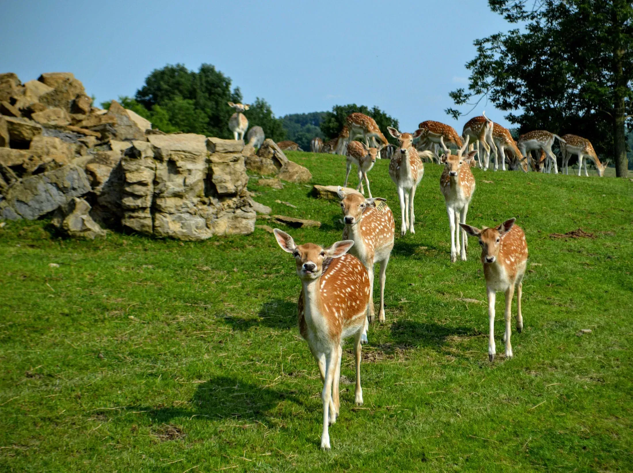 axis deer herd amish zoo