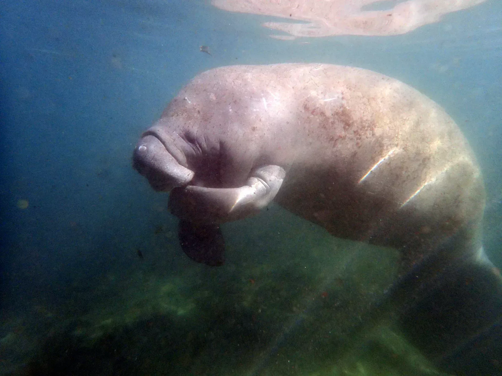 Manatee in Crystal River