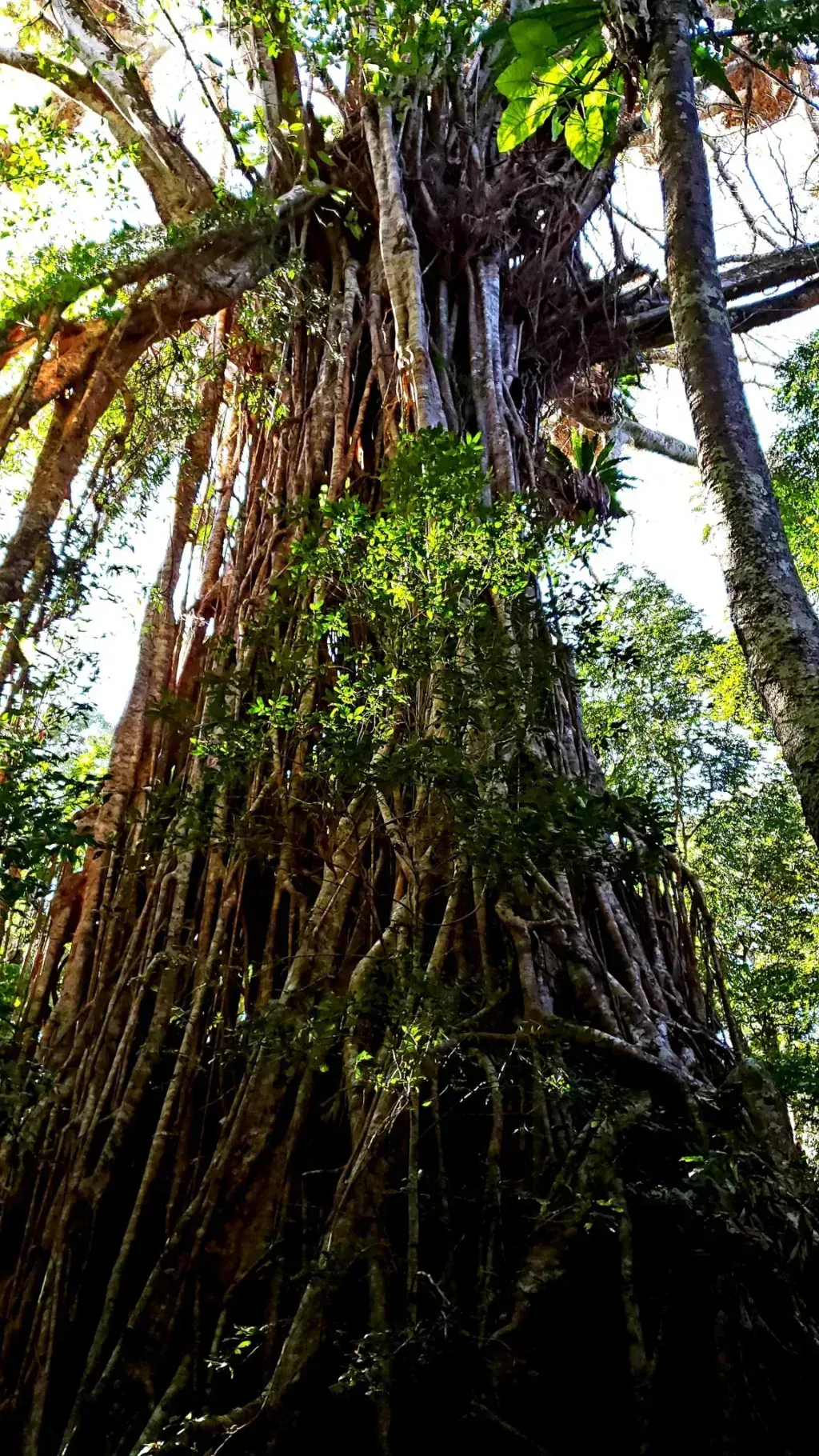 cathedral fig bright