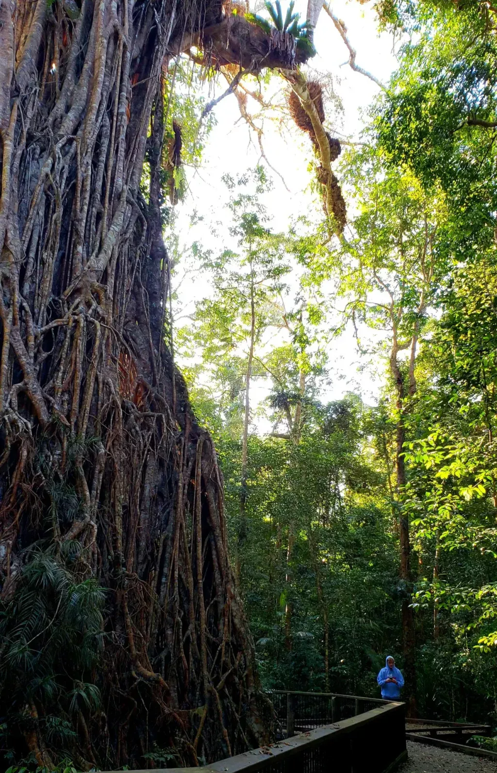 cathedral fig jesse