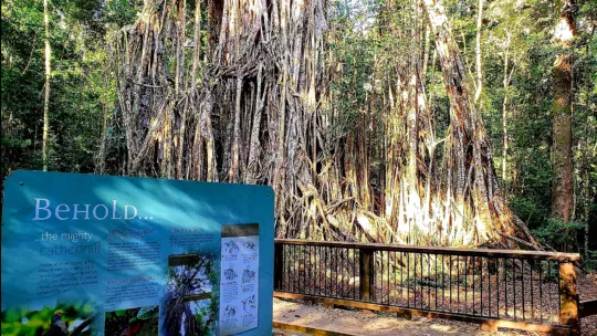 cathedral fig tree