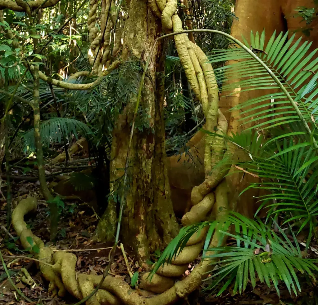 cathedral fig tree vines