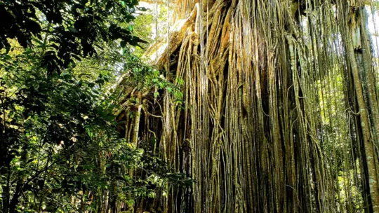 curtain fig tree