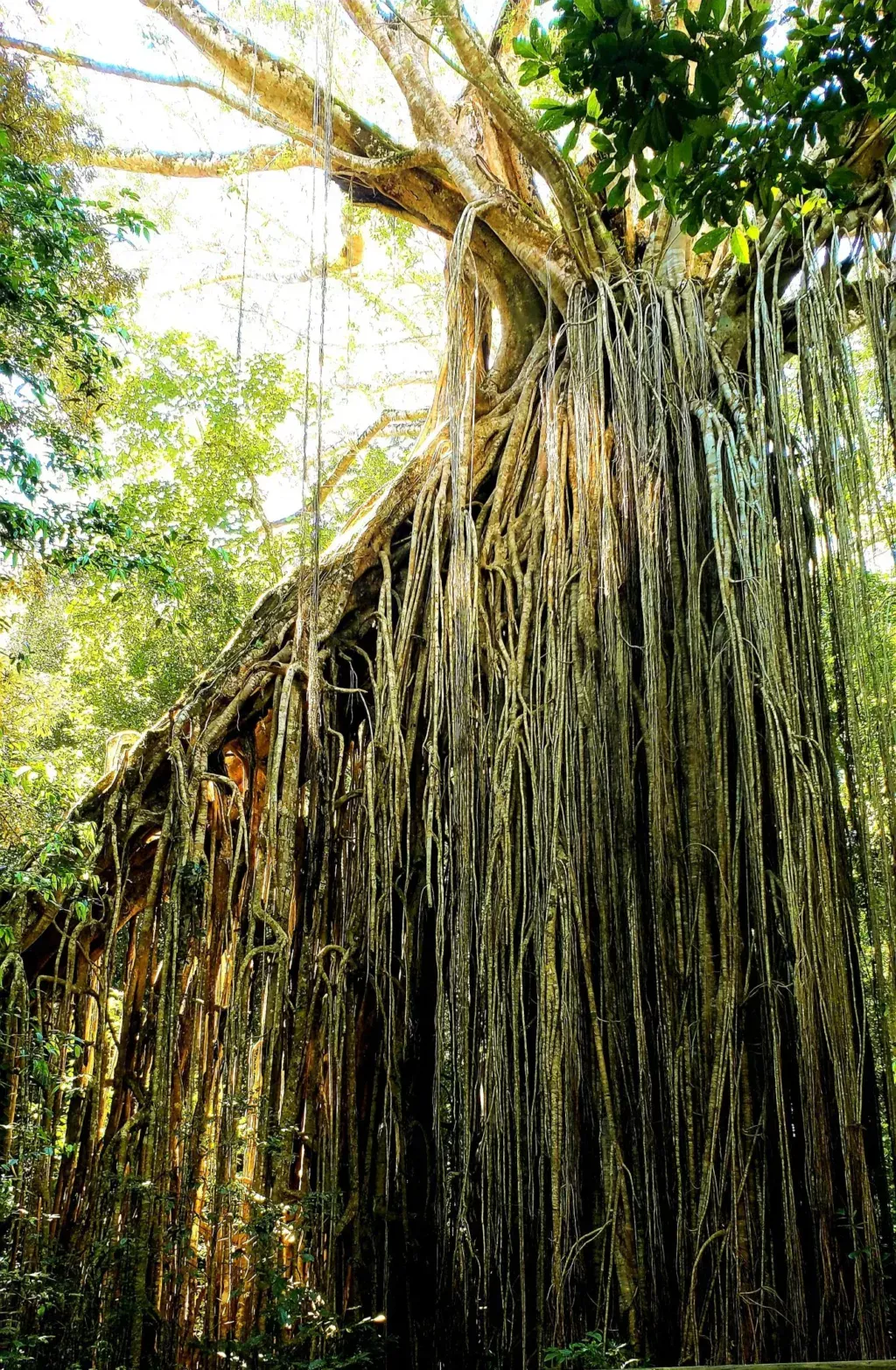 curtain fig tree large