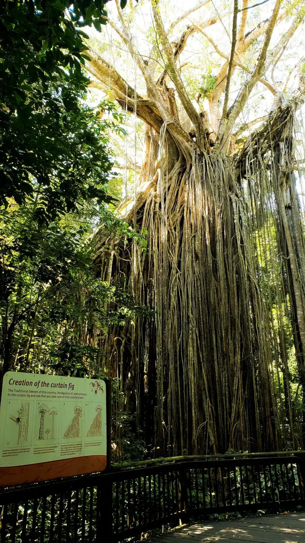 curtain fig tree perspective