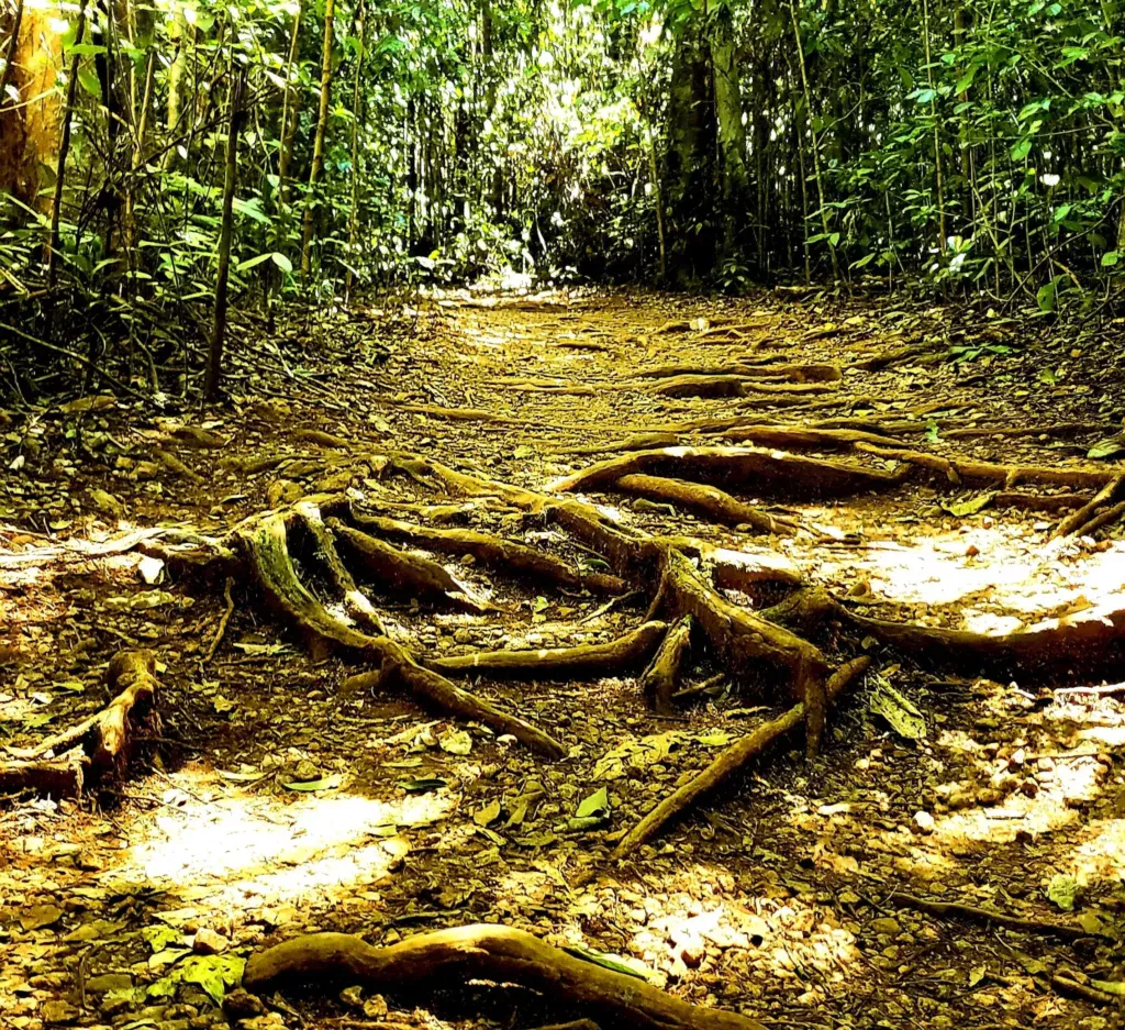 ellinjaa falls path