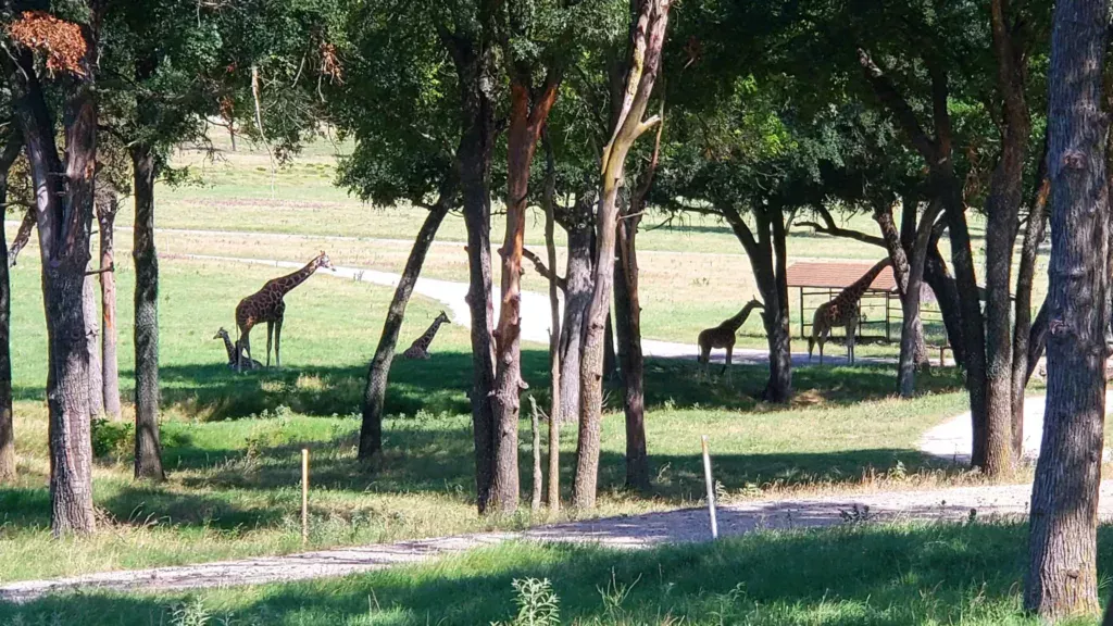 fossil rim wildlife center giraffes