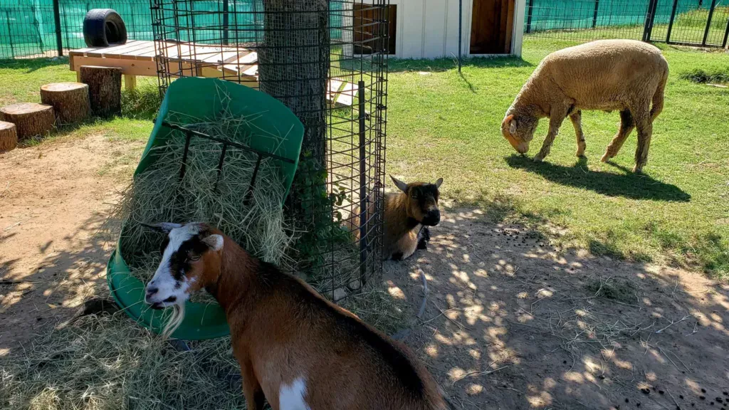 fossil rim wildlife center petting area