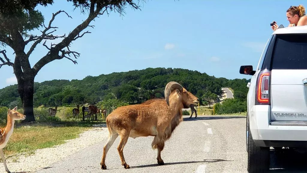 fossil rim wildlife center pictures