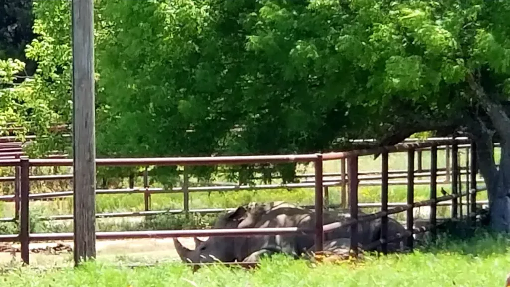 fossil rim wildlife center rhino