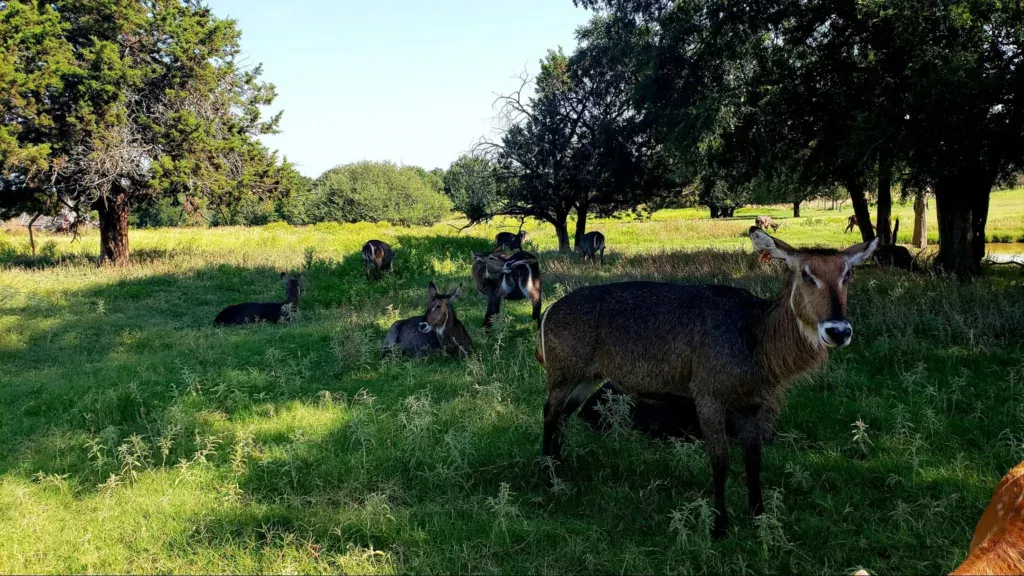 fossil rim wildlife center waterbuck