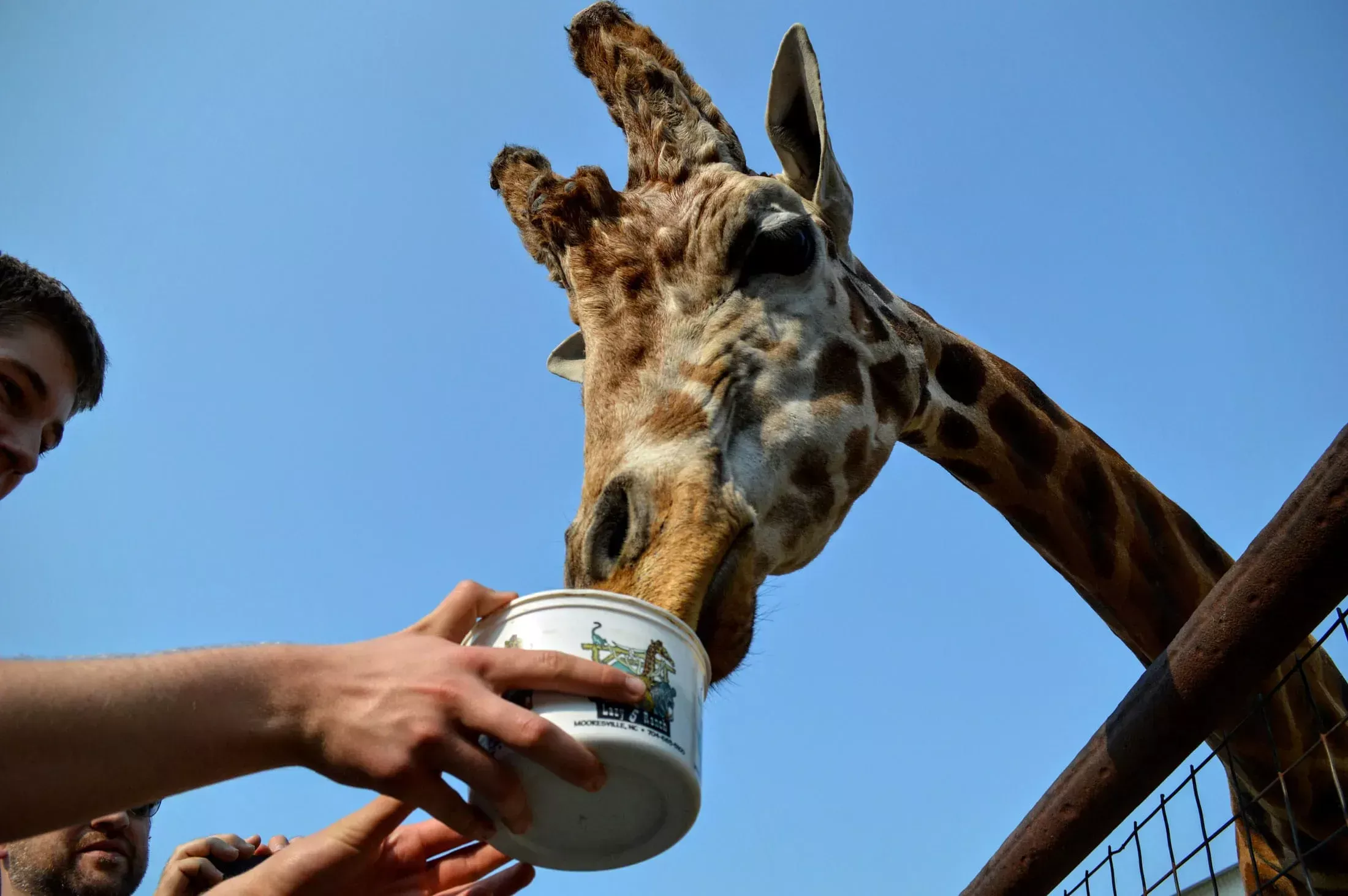 giraffe amish zoo