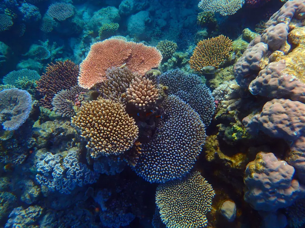 great barrier reef coral puffer fish