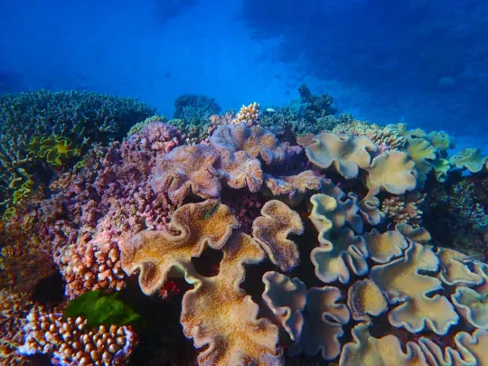 great barrier reef leather coral