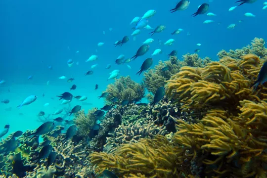 great barrier reef school fish