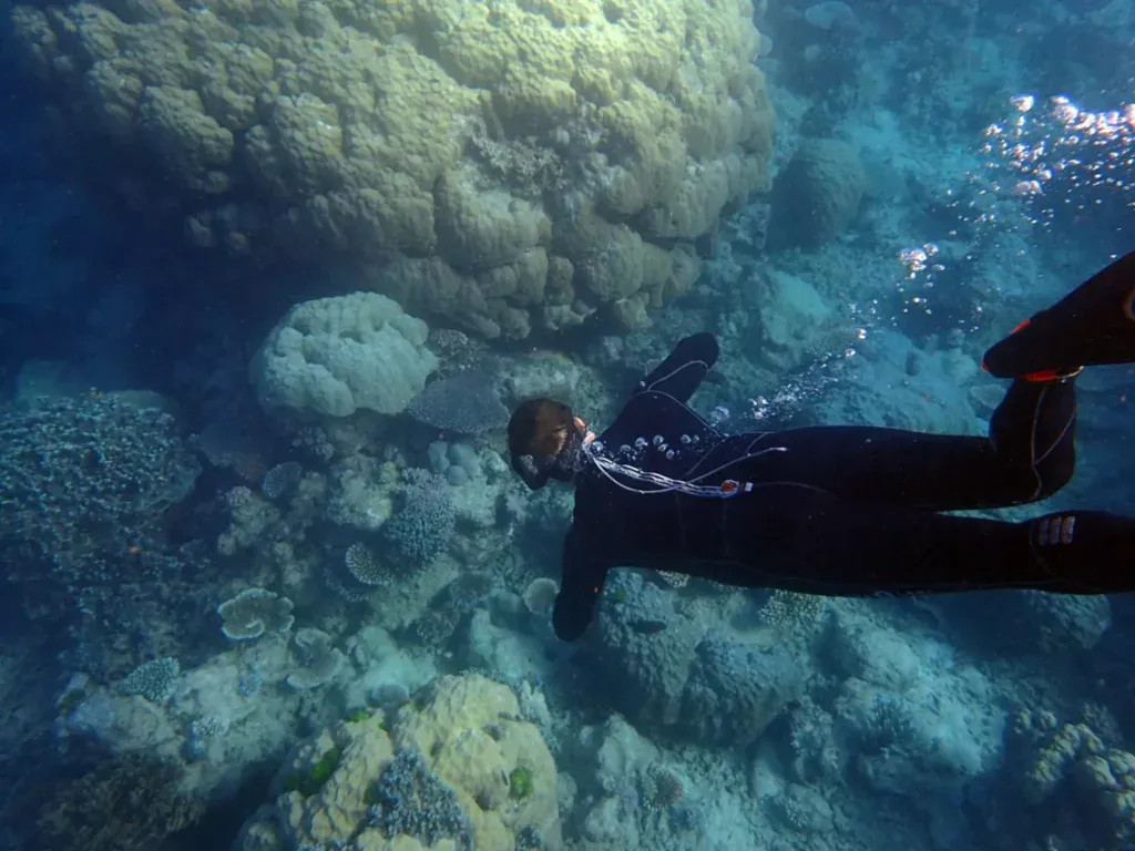 great barrier reef snorkel free dive