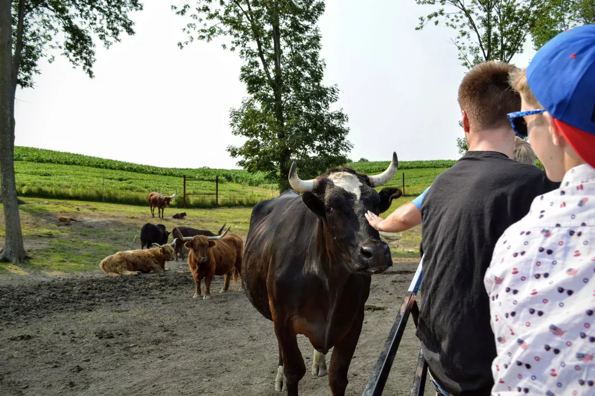 jersy cow visit amish zoo