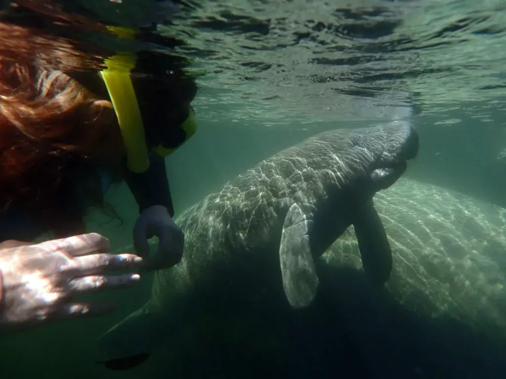 woman swiming with manatee