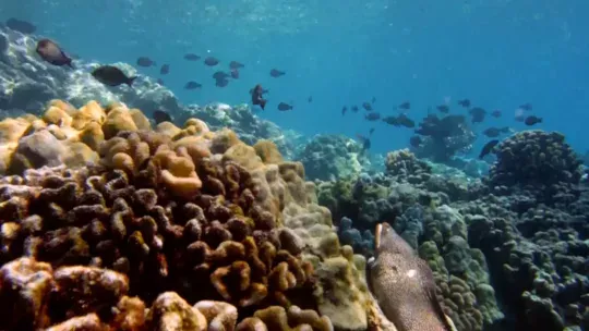 kealakekua bay eel