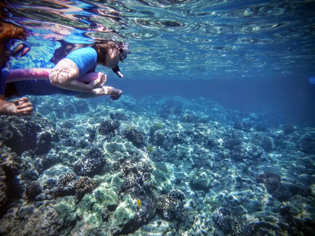 kealakekua bay snorkelers exploring the shallows