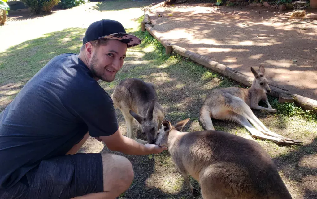 koala wildlife kangaroo feeding