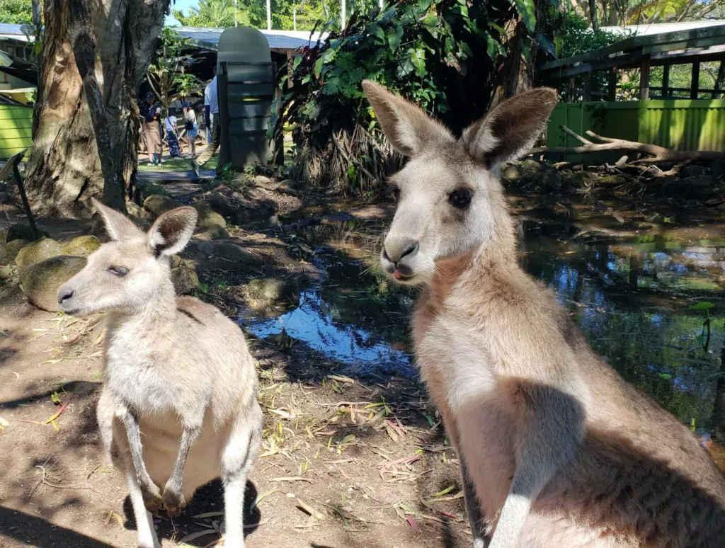 koala wildlife kangaroos