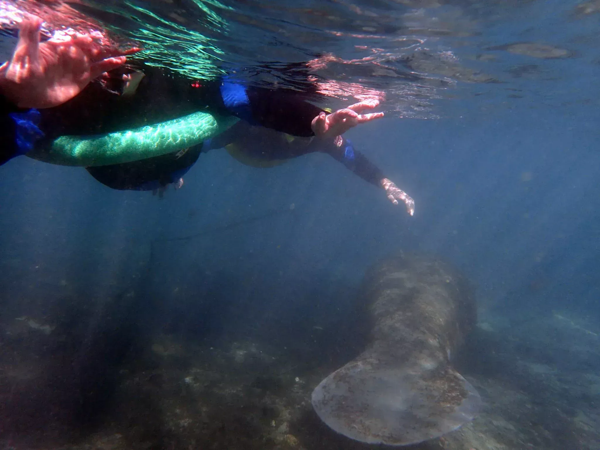 Manatees just below the waters surface