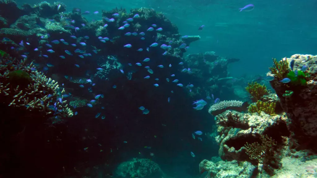 milln reef blue school fish