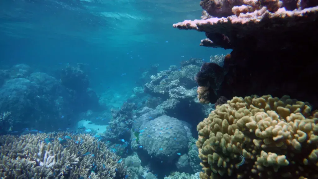 milln reef blue tangs