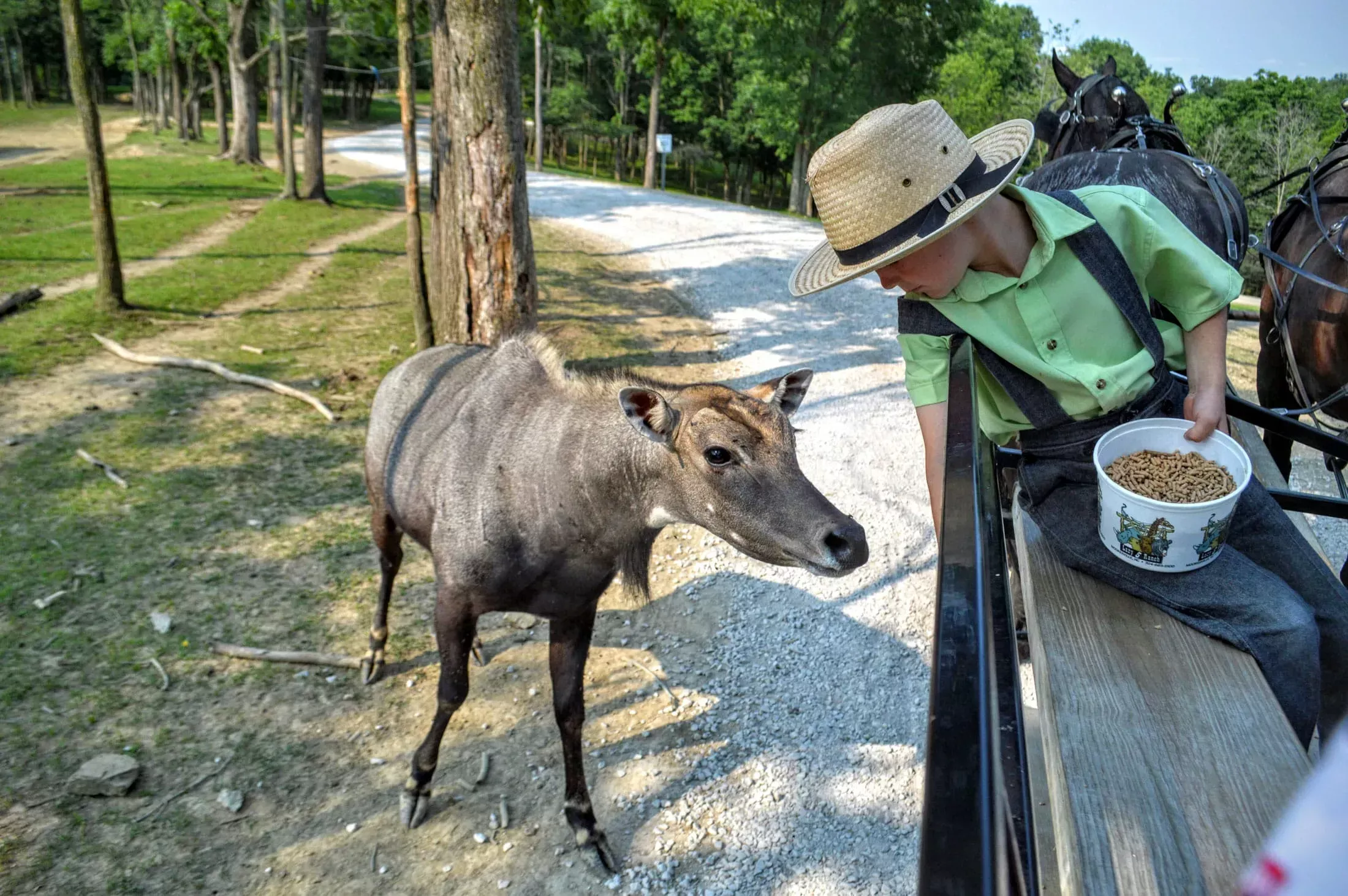 nilgai india amish zoo