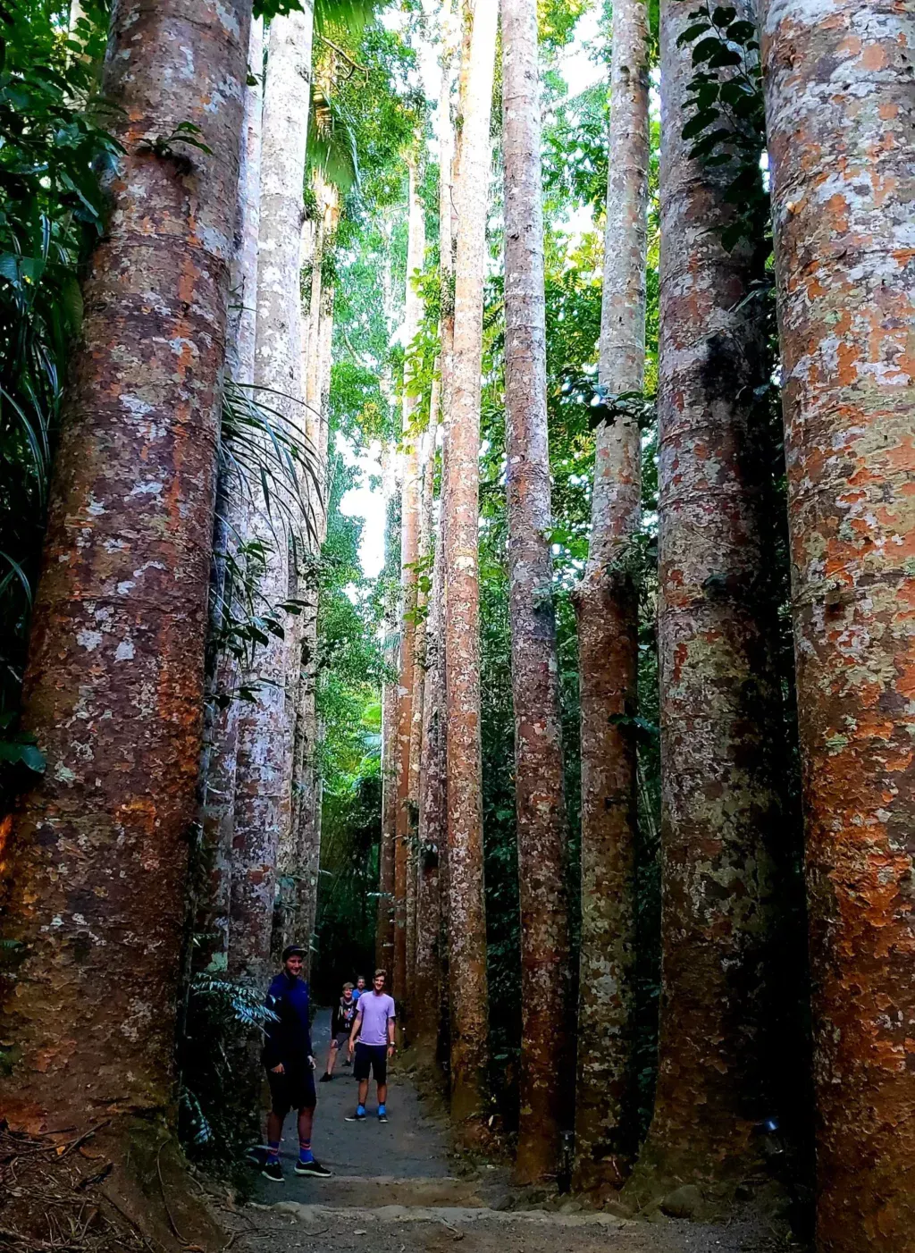 paronella park kauri avenue