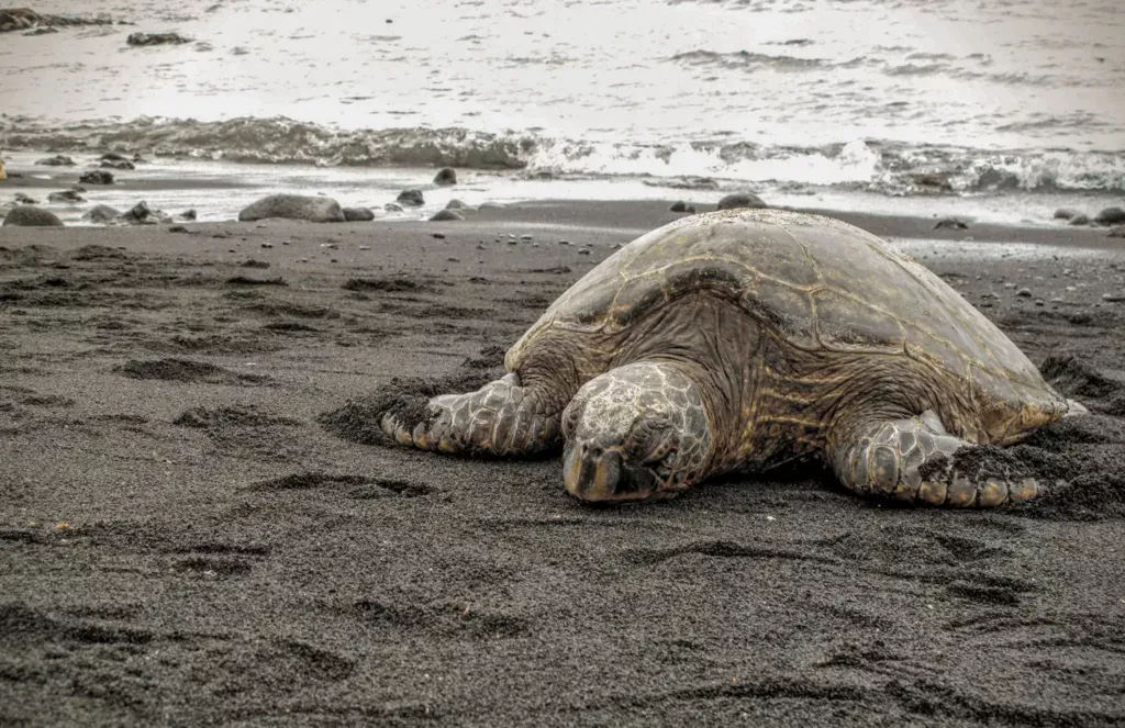 punaluu black sands turtle