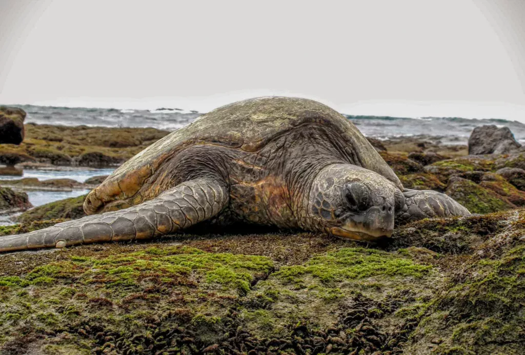 Punaluu black sands turtle