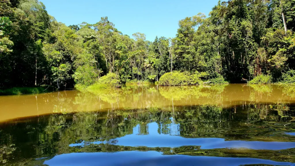 rainforestation duck boat view water