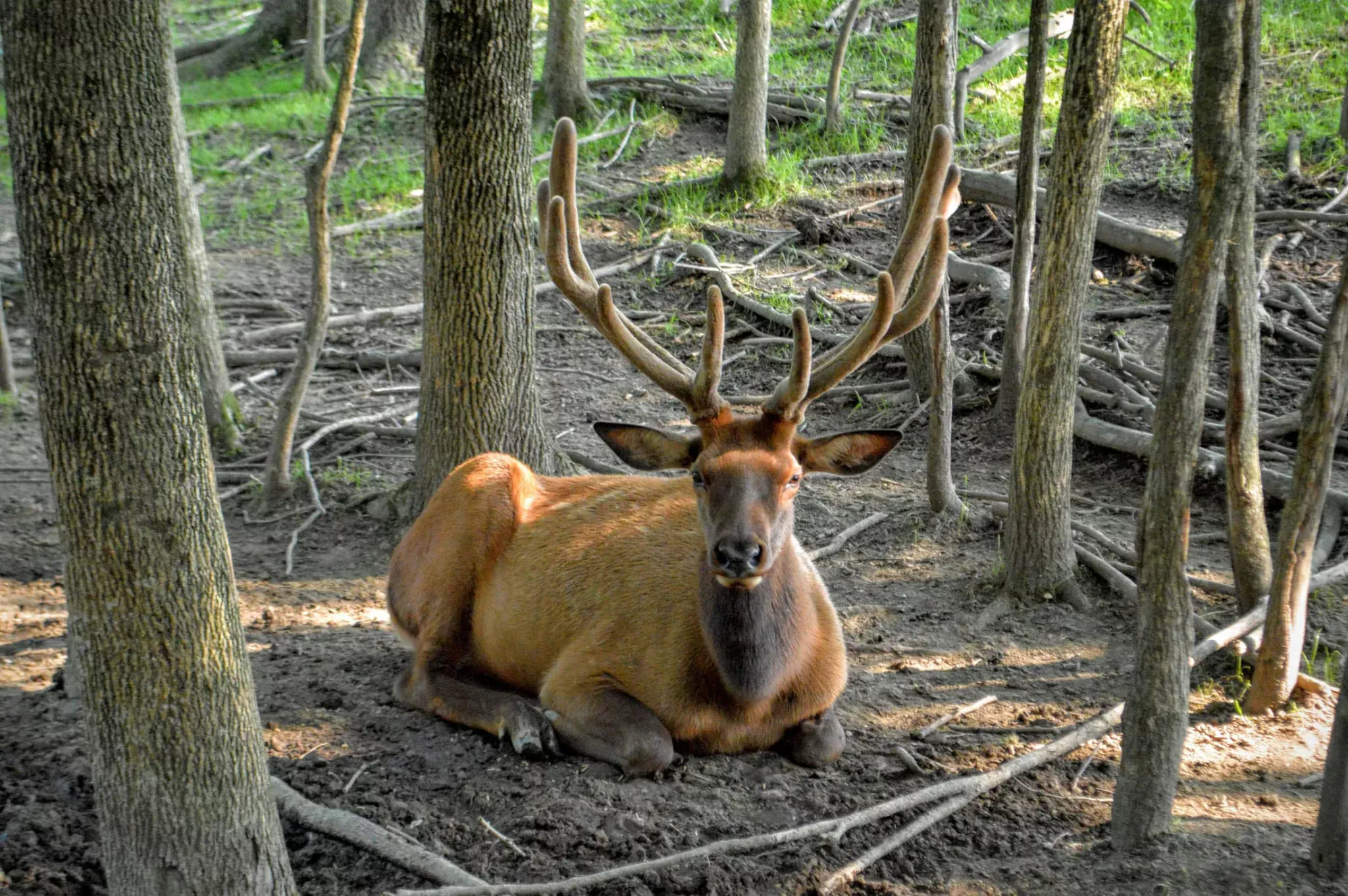 Rocky Mountain Elk