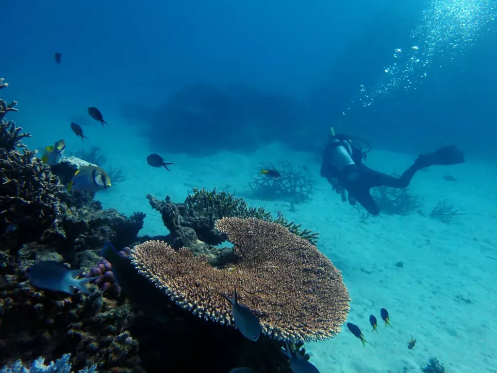 scuba great barrier reef milln