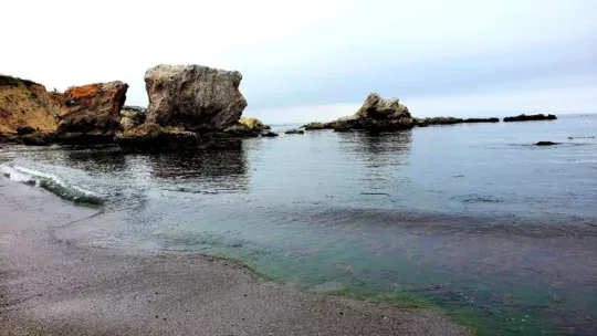 shell pismo beach