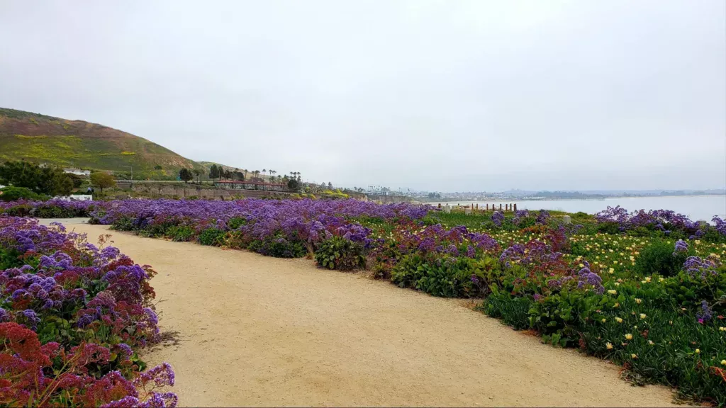 shell pismo beach cliff path