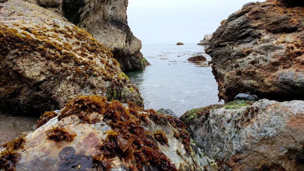 shell pismo beach colors