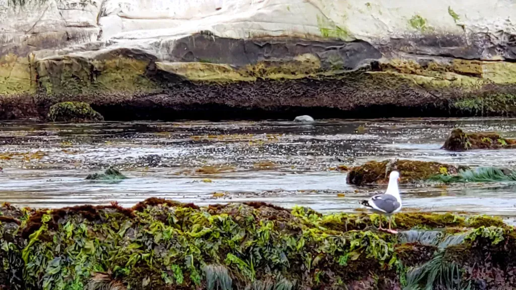 shell pismo beach seagull