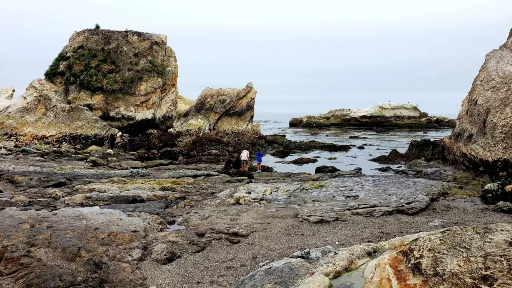 shell pismo beach tide pools