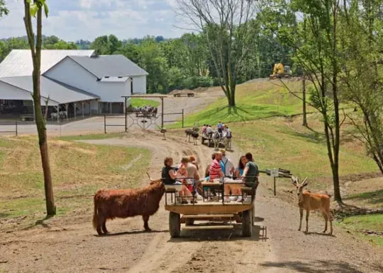 Wagon Rides Amish Zoo