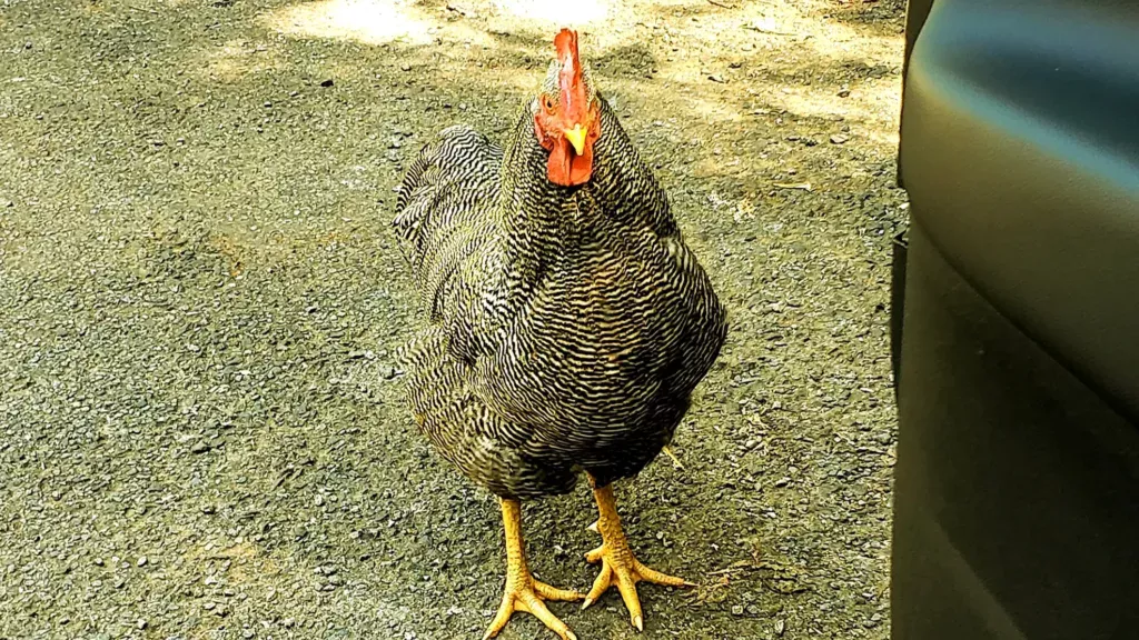 zillie falls chicken