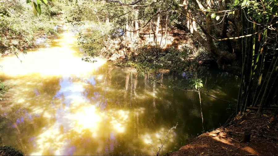 yungaburra platypus lookout view