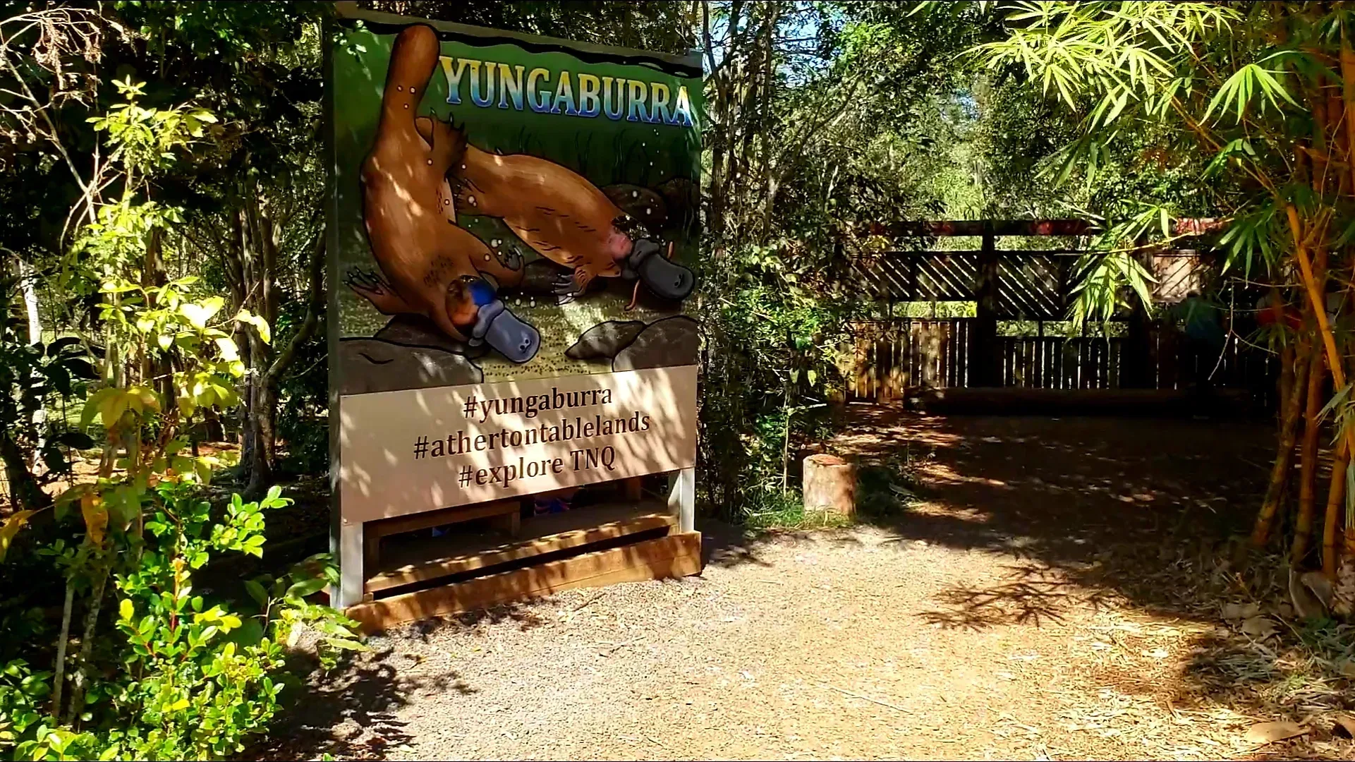 yungaburra platypus viewing